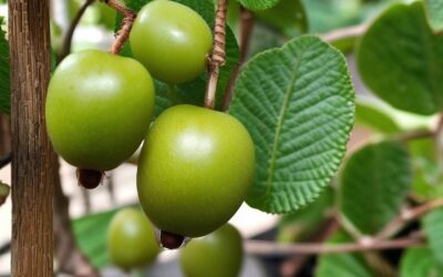 Mini kiwi – jak pielęgnować tę niezwykłą roślinę w ogrodzie?