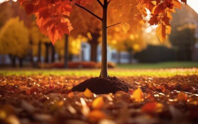 Jakie drzewa najlepiej sadzić jesienią w ogrodzie?