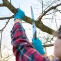 Jak obciąć gałęzie na wysokim drzewie bez użycia podnośnika?