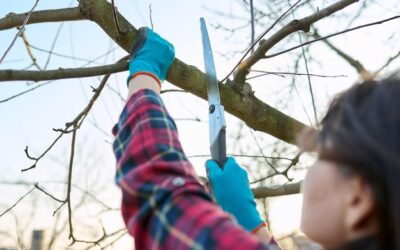 Jak obciąć gałęzie na wysokim drzewie bez użycia podnośnika?